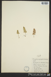 Polypodium polypodioides image