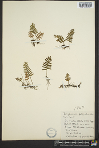 Polypodium polypodioides image