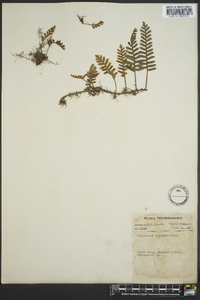 Polypodium polypodioides image