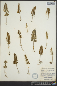 Polypodium polypodioides image