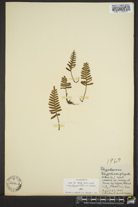 Polypodium polypodioides image