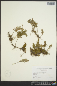 Polypodium polypodioides image