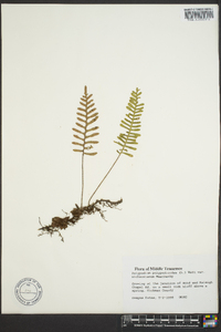 Polypodium polypodioides image