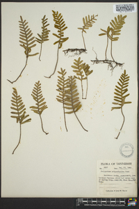 Polypodium polypodioides image