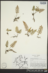 Polypodium polypodioides image