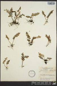 Polypodium polypodioides image