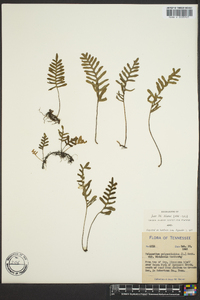 Polypodium polypodioides image