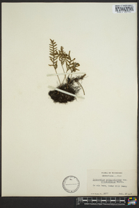 Polypodium polypodioides image