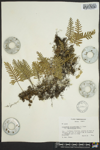 Polypodium polypodioides image