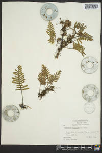 Polypodium polypodioides image