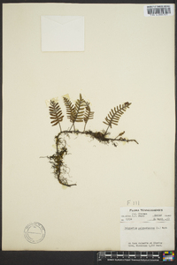 Polypodium polypodioides image