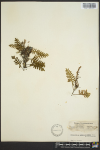 Polypodium polypodioides image