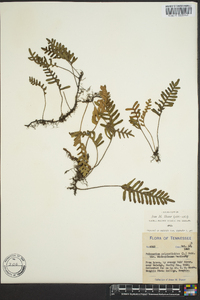 Polypodium polypodioides image