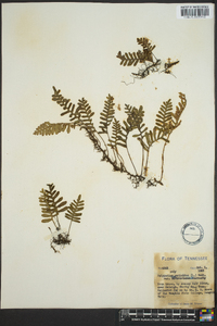 Polypodium polypodioides image