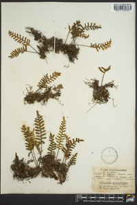 Polypodium polypodioides image