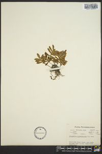 Polypodium polypodioides image