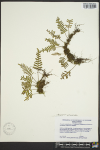 Polypodium polypodioides image