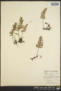 Polypodium polypodioides image