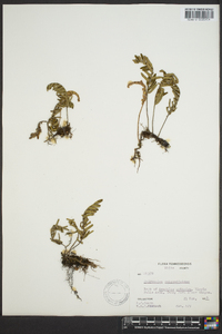 Polypodium polypodioides image