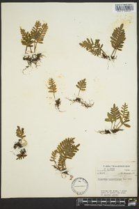 Polypodium polypodioides image