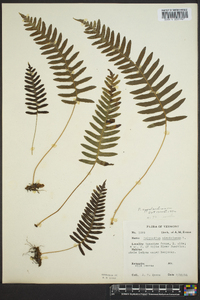 Polypodium appalachianum image