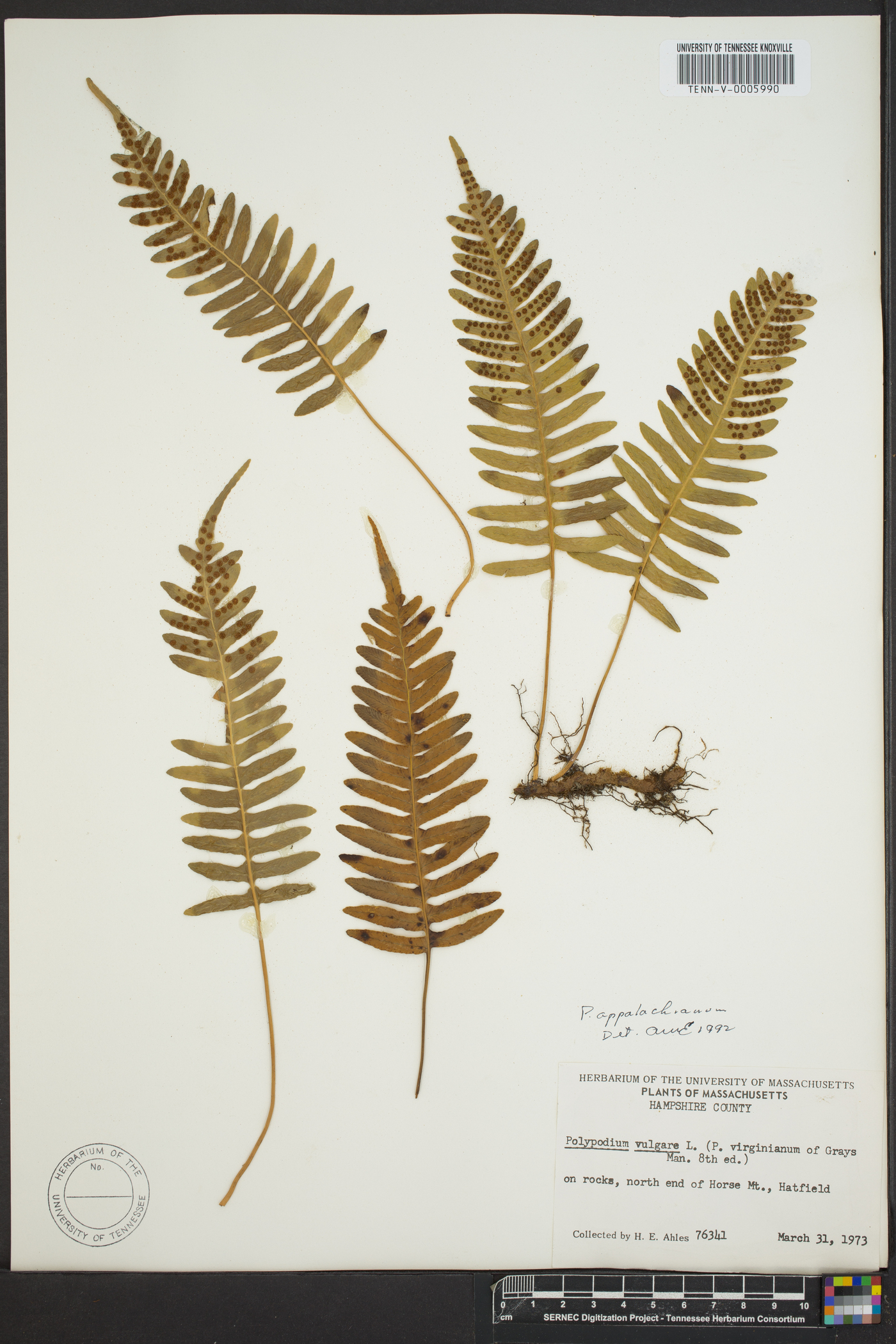 Polypodium appalachianum image