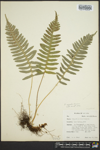 Polypodium appalachianum image