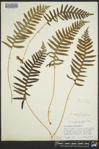 Polypodium appalachianum image