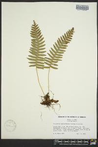 Polypodium appalachianum image