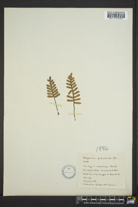 Polypodium polypodioides image