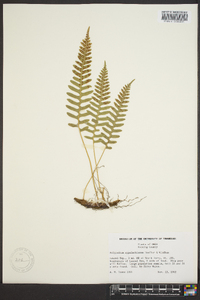 Polypodium appalachianum image