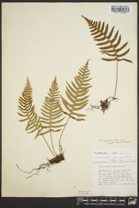 Polypodium appalachianum image