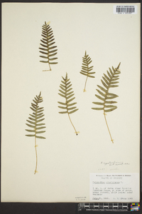 Polypodium appalachianum image