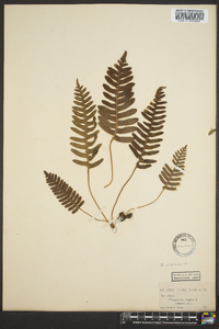 Polypodium appalachianum image