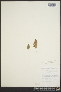 Polypodium amorphum image