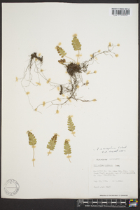 Polypodium amorphum image