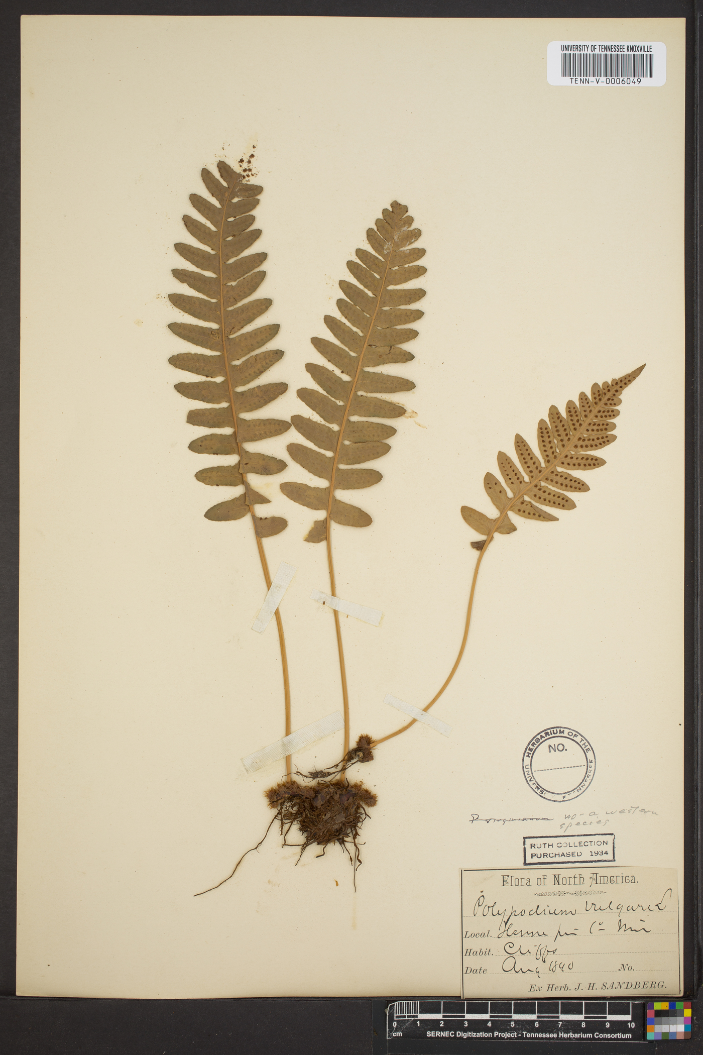 Polypodium amorphum image