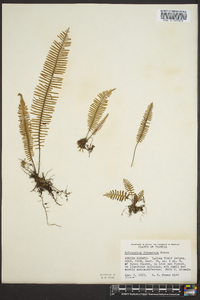 Polypodium dispersum image