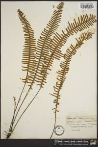 Polypodium dispersum image