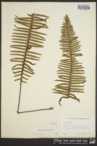 Polypodium dispersum image