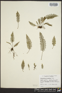 Polypodium dispersum image