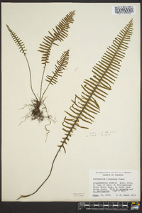 Polypodium dispersum image