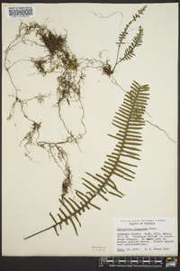 Polypodium dispersum image