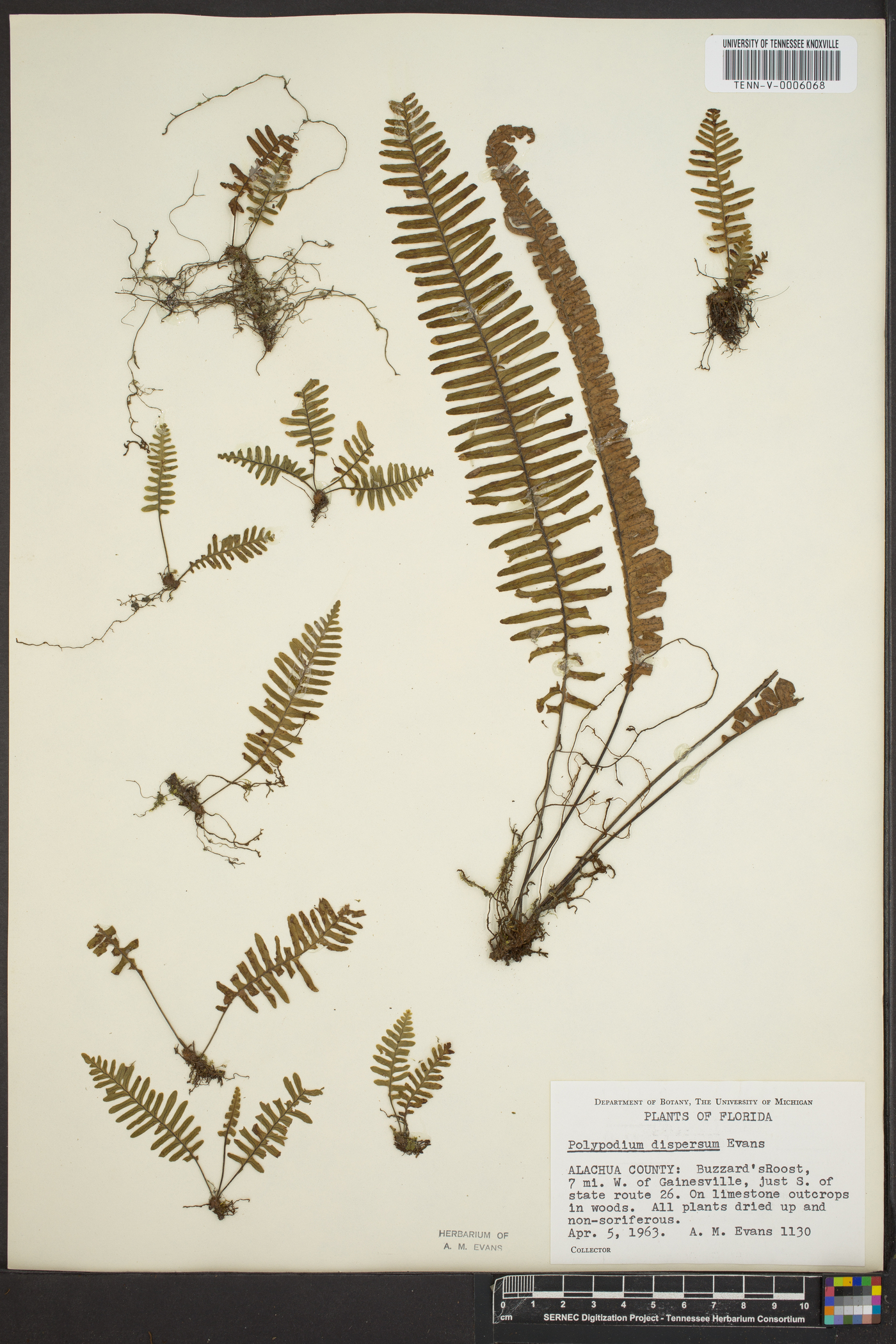 Polypodium dispersum image