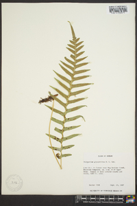 Polypodium glycyrrhiza image