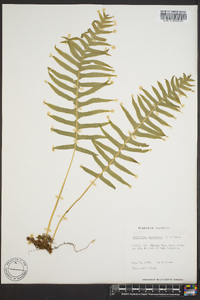 Polypodium glycyrrhiza image