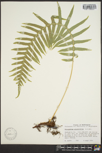 Polypodium glycyrrhiza image