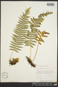 Polypodium glycyrrhiza image