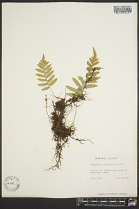 Polypodium glycyrrhiza image