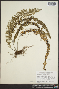 Polypodium plumula image